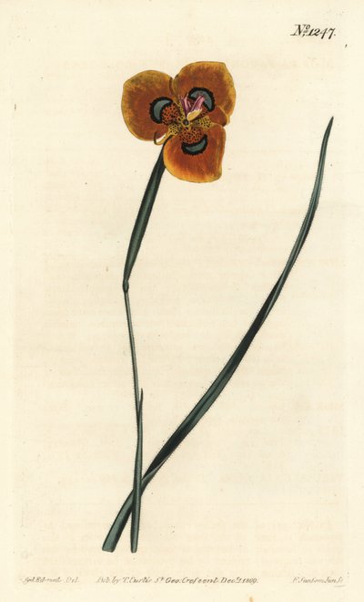 ケープチューリップ - オレンジ色のモレア、Moraea tulbaghensis (Moraea pavonia)。William Curtis