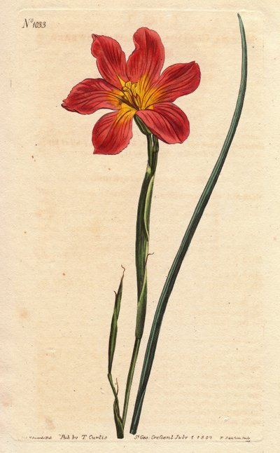 ケープチューリップ、モレアは麦わら色とピンクサーモンの花を咲かせる。麦わら色の同一花のモレア、サーモンピンクと黄色のケープチューリップ。ホメリア・コリナ（Moraea collina）。WillのSydenham Edwardsによる植物図鑑からの手彩色銅版画。 作： Sydenham Teast Edwards
