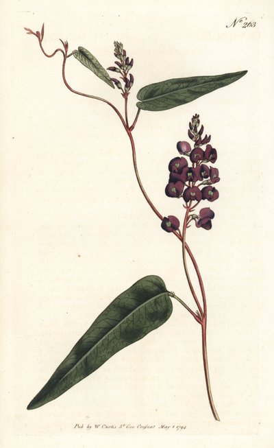 Caulinia bimaculata（紫グリシン、Glycine bimaculata）。ロンドンのWilliam Curtis