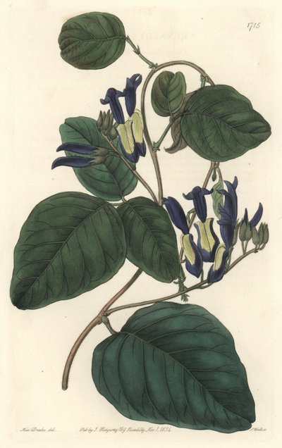 Caulinie noiratre、オーストラリア原産 - S. Watts strong water、Sarah Anne Drake（1803-1857）のイラストより、Botanical Registerより。 作： Sydenham Teast Edwards