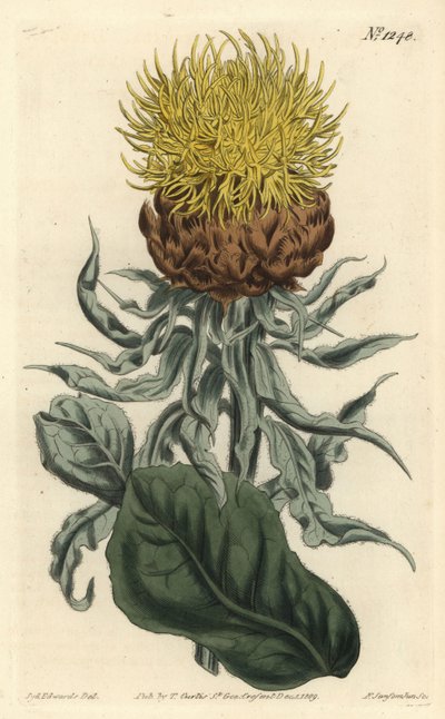 Centauree a grosse tête - Giant Knapweed or large-headed yellow centaury, Centaurea macrocephala.William Curtis
