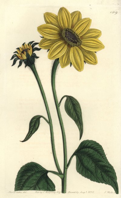 中央アメリカのアステリアシー品種 - Tithonia tubaeformis（ラッパ状の茎を持つヒマワリ、Helianthus tubaeformis）。Sydenham Edwards