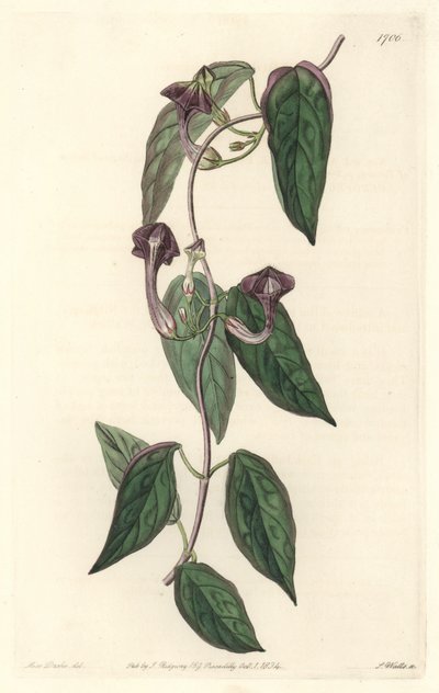 インド原産のCeropegia elegant - Sarah Anne Drake (1803-1857)のイラストからS.Wattsが描いた強い水、Botanical Registerより。 作： Sydenham Teast Edwards