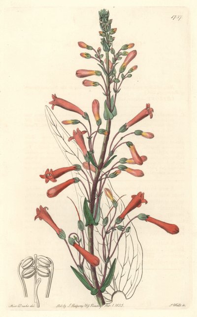 Chelone（またはGalane）にはバレリアンの葉があり、カリフォルニア州原産 - S. Wattsの強い水、Sarah Anne Drake（1803-1857）のイラストより、Botanical Registerより。 作： Sydenham Teast Edwards