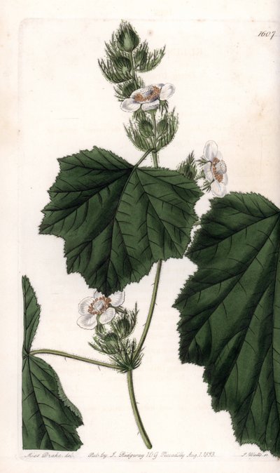 Chestnut vine - イギリスのSydenham Edwards (1768-1819)のBotanical Registerに掲載されたSarah Anne Drake (1803-1857)のイラストをS.Wattsがエングレーヴィングしたもの。 作： Sydenham Teast Edwards