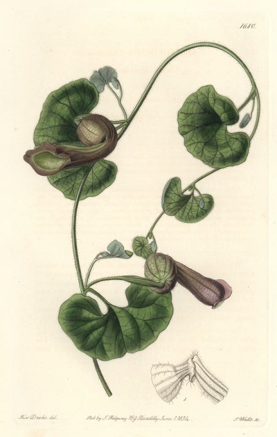 チリのアリストロッシュ（狐の耳） - S. Watts Strong Water from an illustration by Sarah Anne Drake (1803-1857), from Botanical Register 作： Sydenham Teast Edwards