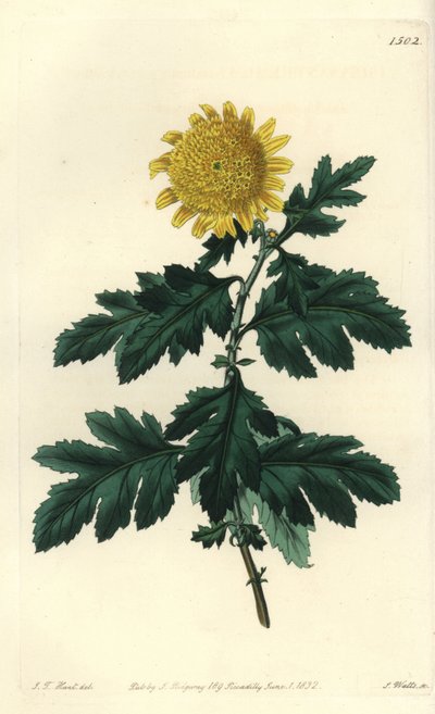 Chinese Chamomile or Indian Chrysantheme - 八重黄色のインド菊、Chrysanthemum indicum var. plenum。Sydenham Edwards