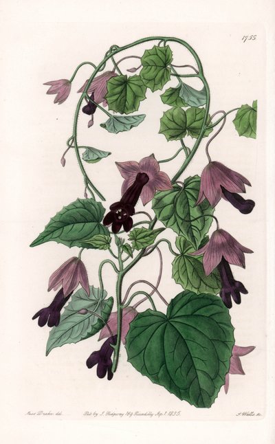 チャイニーズ・ハット - イギリスのSydenham Edwards（1768-1819）のBotanical Registerに掲載されているSarah Anne Drake（1803-1857）のイラストをS.Wattsがエングレーヴィングしたもの。 作： Sydenham Teast Edwards