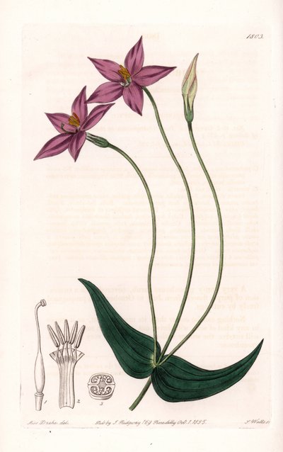 Chironia Variete - イギリスのSydenham Edwards（1768-1819）のBotanical Registerに掲載されているSarah Anne Drake（1803-1857）のイラストをS.Wattsがエングレービングしたプレート。 作： Sydenham Teast Edwards
