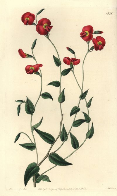 Chorizema ovatum（卵形のチョロゼマ、Chorozema ovatum）。Sydenham Edwards