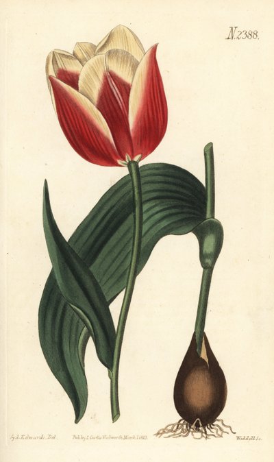 クララモンドチューリップ（Tulipa suaveolens var. latifolia）。William Curtis