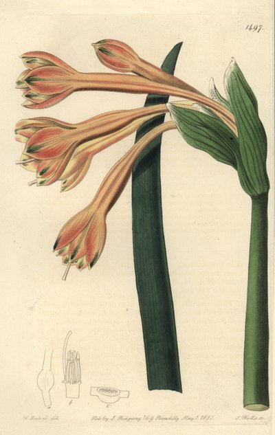 Clinanthus fulvus (Tawny coburgia, Coburgia fulva).Sydenham Edwards