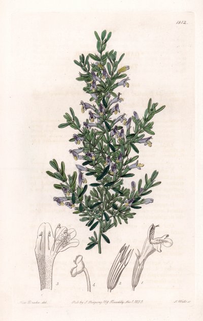 Clinopodium Variete - イギリスのSydenham Edwards (1768-1819)のBotanical Registerに掲載されたSarah Anne Drake (1803-1857)の図版をS.Wattsがエングレービングしたもの。 作： Sydenham Teast Edwards