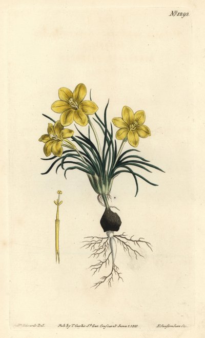 Clockflower, Moraea fugacissima (Narrow-leaved galaxia, Galaxia graminea).William Curtis