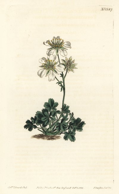 Clusius cinquefoil - Clusius cinquefoil, Potentilla clusiana.William Curtis