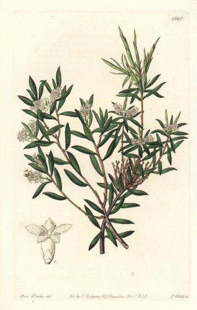 コースト・ベアード・ヒースまたはスモール・フラワーズ・ホワイト・ベアード（Leucopogon parviflorus）。Sydenham Edwards