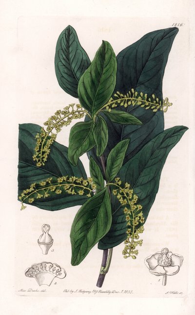 西インド諸島原産のCoccoloba variete - イギリスのSydenham Edwards（1768-1819）のBotanical Registerに掲載されているSarah Anne Drake（1803-1857）のイラストをS.Wattsがエングレーヴィングしたもの。 作： Sydenham Teast Edwards