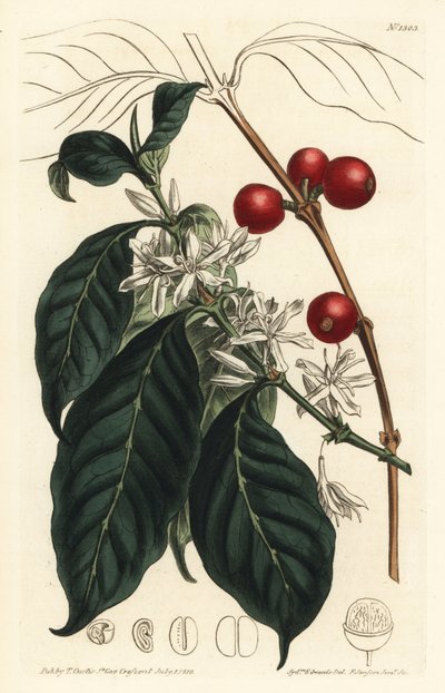 コーヒーメーカー アラビカ - コーヒーの木、Coffea arabica。William Curtis