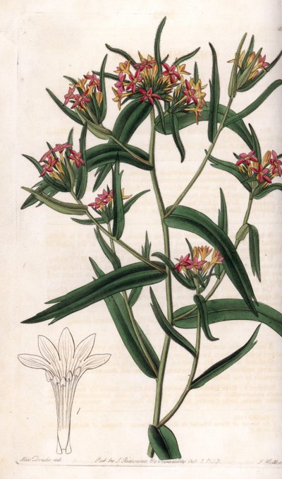 Collomia neon - イギリスのSydenham Edwards (1768-1819)のBotanical Registerに掲載されたSarah Anne Drake (1803-1857)のイラストをS.Wattsが彫刻したプレート。 作： Sydenham Teast Edwards
