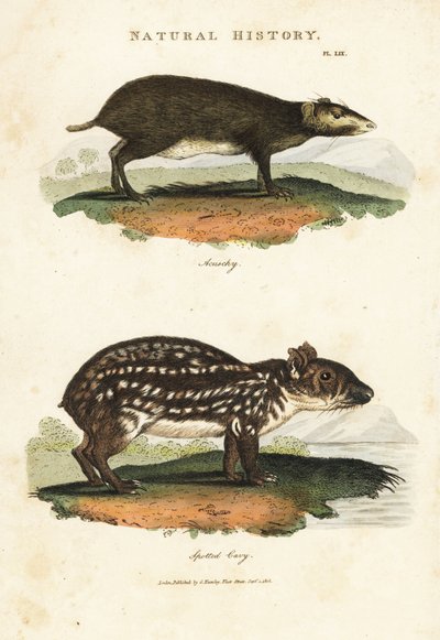アコチ（Buffon Acouchi）とパカ（Paca） - レッドアコチ（Myoprocta acouchy）とローランドパカ（Cuniculus paca）。John Mason GoodのPantologia, a New Encyclopedia, G. Kearsley, Londonに掲載されたSydenham Edwardsによる手彩色の銅版画。 作： Sydenham Teast Edwards