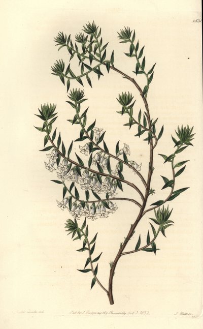 コモンヒース、Epicris impressa (Snowy epacris, Epicris nivalis)。Sydenham Edwards
