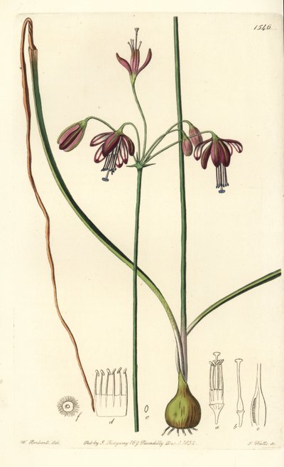 メキシコ産の珊瑚、または珊瑚の雫 - 珊瑚の雫、Bessera elegans (Hollow-leaved pharium, Pharium fistulosum).Sydenham Edwards