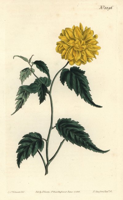 Corete du Japon - 八重咲きの日本のバラ、Kerria japonica（八重咲きの日本のコルコーラス、Corchorus japonicus var.flore pleno）。William CurtisのBotからSydenham Edwardsが描いたイラストをもとに、F.Sansom Jr.が手彩色の銅版画を制作。 作： Sydenham Teast Edwards