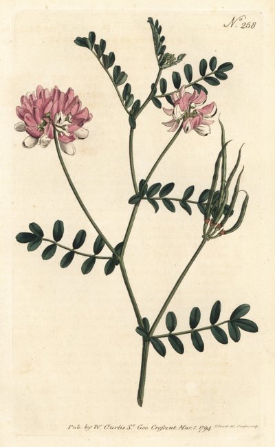 Coronilla bigaree - Purple crown vetch, Securigera varia (Purple coronilla, Coronilla varia).ロンドンのWilliam Curtis