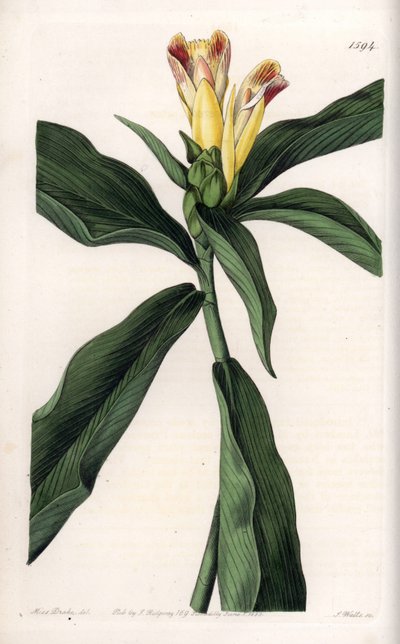 Costus Variete - イギリスのSydenham Edwards (1768-1819)のBotanical Registerに掲載されているSarah Anne Drake (1803-1857)のイラストをS.Wattsがエングレーヴィングしたもの。 作： Sydenham Teast Edwards