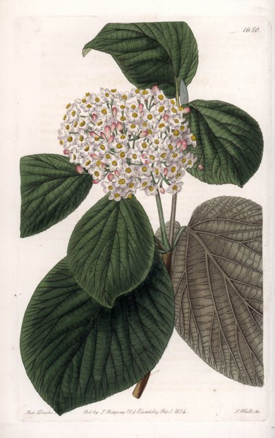 Cotton Viorne - イギリスのSydenham Edwards (1768-1819)のBotanical Registerに掲載されたSarah Anne Drake (1803-1857)のイラストをS.Wattsがエングレービングしたボード。 作： Sydenham Teast Edwards