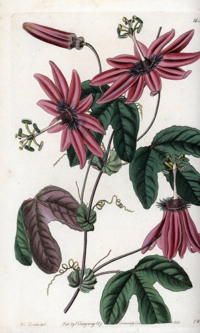 Crimson Passion - イギリスのSydenham Edwards（1768-1819）のBotanical Registerに掲載されているSarah Anne Drake（1803-1857）のイラストをS.Wattsがエングレーヴィングしたもの。 作： Sydenham Teast Edwards