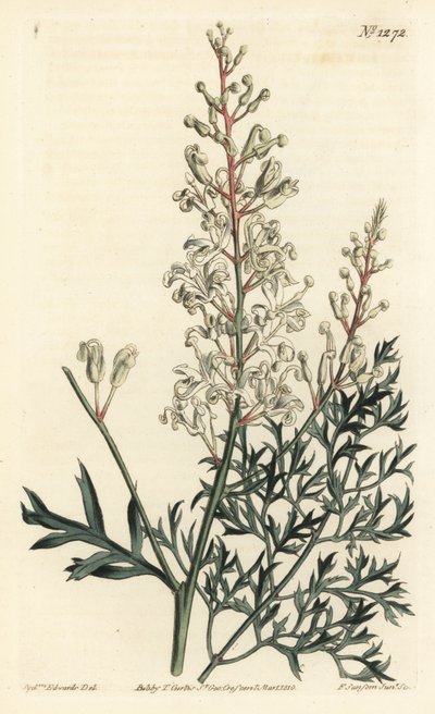 Crinkle bush or tansy - Crinkle bush or parsley fern (sulphur-wort-leaved lomatia), Lomatia silaifolia.William Curtis