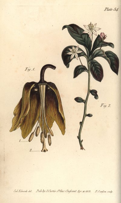 クラウンインペリアルフラワー、Fritillaria imperialis、Haustrria 作： Sydenham Teast Edwards