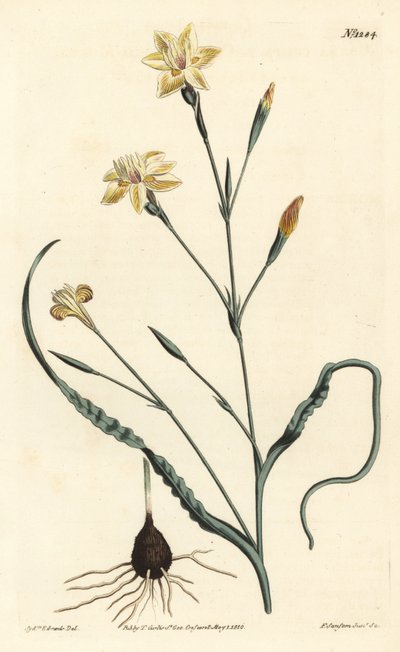 Curled leaved moraea, Moraea crispa.William Curtis