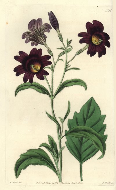 Curvy Salpiglossis - Painted tongue, Salpiglossis sinuata (Dark purple salpiglossis, Salpiglossis atropurpurea).Sydenham Edwards