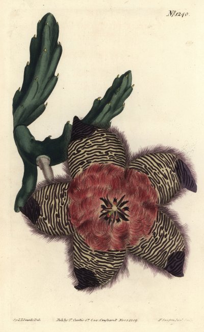 クッション性のあるスタペリア（Stapelia pulvinata）。William Curtis