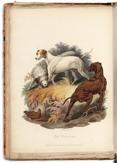 Cynographia Britannica：イギリスに存在する犬のさまざまな品種のカラー彫刻で構成されています、1800-05 作： Sydenham Teast Edwards