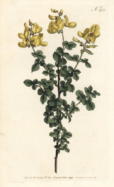 Cytisophyllum sessilifolium（コモン・サイトス、Cytisus sessilifolius）。ロンドンのWilliam Curtis