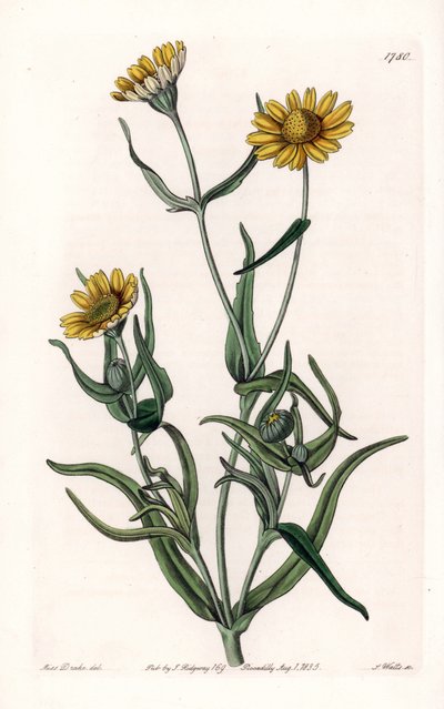 デイジーの品種「ゴールド」、カリフォルニア州の固有種 - イギリスのSydenham Edwards（1768-1819）のBotanical Registerに掲載されたSarah Anne Drake（1803-1857）のイラストをS.Wattsがエングレーヴィングしたもの。 作： Sydenham Teast Edwards