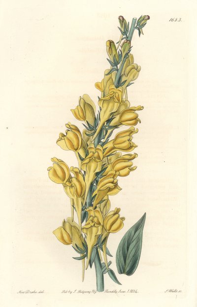 Dalmatia Linar - Strong Water by S. Watts from an illustration by Sarah Anne Drake (1803-1857), from the Botanical Register 作： Sydenham Teast Edwards