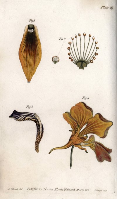 フリチラシの茎と冠の詳細な説明。ランベス植物園（イギリス）の植物学会議のために、サイデナム・エドワーズ（1768-1819）が描いたカラー銅版画。 作： Sydenham Teast Edwards