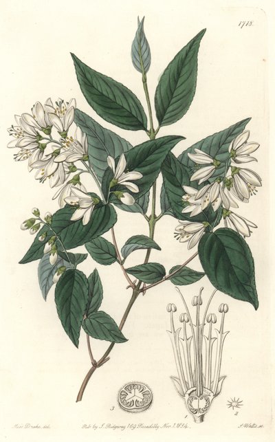 Deutzie rude, native of Japan - Water forte by S. Watts from an illustration by Sarah Anne Drake (1803-1857), from Botanical Register 作： Sydenham Teast Edwards