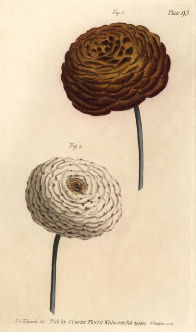 ラナンキュラスの二重品種、ペルシャキンポウゲ、Ranunculus asiaticusWilliam Curtis