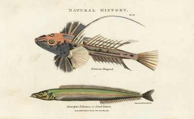 Dragonnet lyre and lancon equille - Common dragonet, Callionymus lyra, and lesser sand eel or sand lance, Ammodytes tobianus.John Mason GoodのPantologia, a New Encyclopedia, G. Kearsley, Londに掲載されたSydenham Edwardsによる手彩色の銅版画。 作： Sydenham Teast Edwards