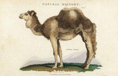 ドロメダリー（Dromedary） - アラビア産の一頭飼いのラクダ、Camelus dromedarius。John Mason GoodのPantologia, a New Encyclopedia, G. Kearsley, Londonに掲載されたSydenham Edwardsによる手彩色の銅版画。 作： Sydenham Teast Edwards