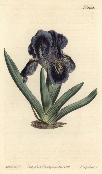 矮性花菖蒲 - Iris x binata（紫紺の矮性花菖蒲、Iris pumila var. violacea）。William Curtis