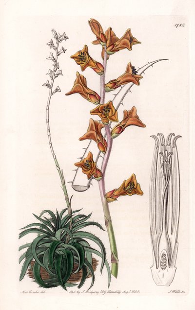 ブラジル原産のオレンジ色の花を咲かせる多肉植物Dyckia - イギリスのSydenham Edwards(1768-1819)のBotanical Registerに掲載されたSarah Anne Drake(1803-1857)のイラストをS.Wattsがエングレービングしたボード。 作： Sydenham Teast Edwards