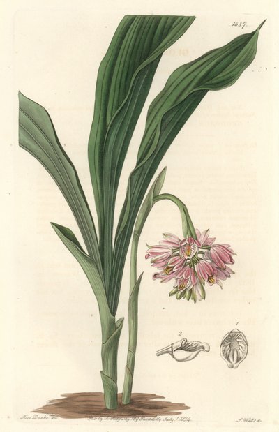 地球蘭、原産地はスリランカ - S. Watts Strong Water from an illustration by Sarah Anne Drake (1803), from the Botanical Register 作： Sydenham Teast Edwards