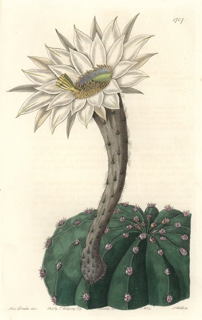 Echinocactus eyriesii（花サボテン、メキシコ原産） - Sarah Anne Drake（1803-1857）のイラストからS.Wattsが描いた強い水、Botanical Registerより。 作： Sydenham Teast Edwards