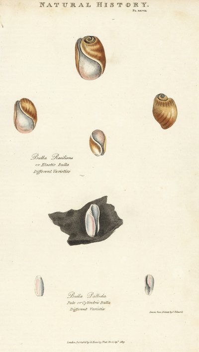 弾性のある球体（Bulla resiliens）と、淡いまたは円筒形の球体（Bulla pallida）。Sydenham Edwardsによる手彩色銅版画（John Mason Good